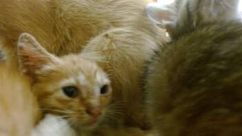 GILLY -  Domestic Short Hair Cat for Adoption in Doral, Florida - GILLY | PetCurious