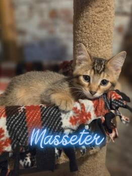Masseter -  Domestic Short Hair Cat for Adoption in Metamora, Illinois - Masseter | PetCurious