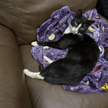 Maurice -  Domestic Short Hair Cat for Adoption - Maurice | PetCurious