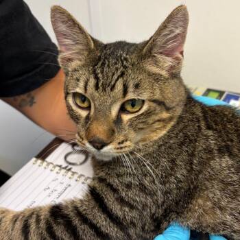 Eli -  Domestic Short Hair Cat for Adoption in Nashville, Tennessee - Eli | PetCurious