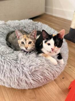 Ophelia -  Domestic Short Hair Cat for Adoption in Chicago, Illinois - Ophelia | PetCurious