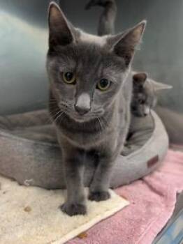 Rescue Domestic Short Hair Cats for Adoption in Berryville, Virginia - Elara | PetCurious