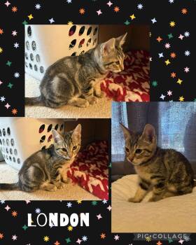 Rescue Domestic Short Hair Cats for Adoption in Newberg, Oregon - London | PetCurious