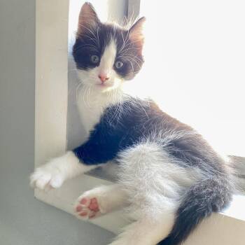 Frankie -  Domestic Medium Hair Cat for Adoption in Herrin, Illinois - Frankie | PetCurious