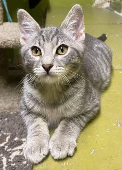 Rescue Domestic Short Hair Cats for Adoption in Los Angeles, California - Muncy (friendly) | PetCurious