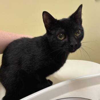 Domestic Short Hair Cats Available for Adoption in Wilmington, Delaware - Onyx | PetCurious