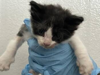 BAM BAM -  Domestic Short Hair Cat for Adoption in San Bernardino, California - BAM BAM | PetCurious