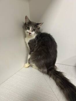 Angelica -  Domestic Medium Hair Cat for Adoption in Greenfield, Indiana - Angelica | PetCurious