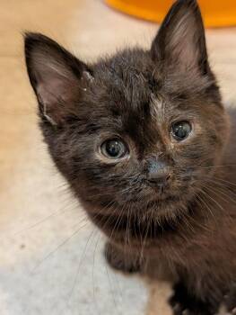 Bobby -  Domestic Short Hair Cat for Adoption in St. George, Utah - Bobby | PetCurious