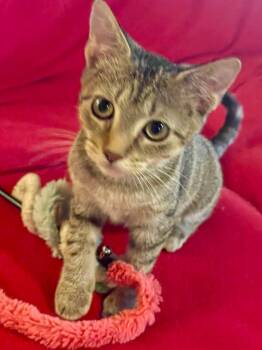 Rescue Tabby Cats for Adoption in Lacon, Illinois - Summer | PetCurious