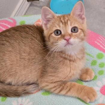Spaghetti (aka. Eddie) -  Domestic Short Hair Cat for Adoption in Washougal, Washington - Spaghetti (aka. Eddie) | PetCurious