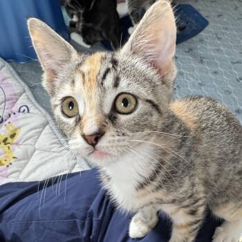 Domestic Short Hair Cats Available for Adoption in Wilmington, Delaware - Dorothea | PetCurious