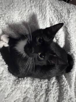 David Bowie -  Domestic Short Hair Cat for Adoption in Cuyahoga Falls, Ohio - David Bowie | PetCurious
