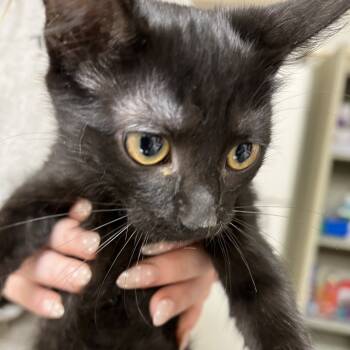 Rescue Domestic Short Hair Cats for Adoption in Pekin, Illinois - Megan | PetCurious