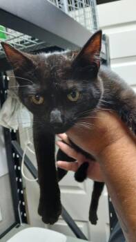 Domestic Short Hair Cats Available for Adoption in Shelbyville, Tennessee - Buckie | PetCurious