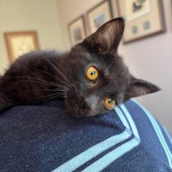 Rey -  Domestic Medium Hair Cat for Adoption in Winchester, Virginia - Rey | PetCurious