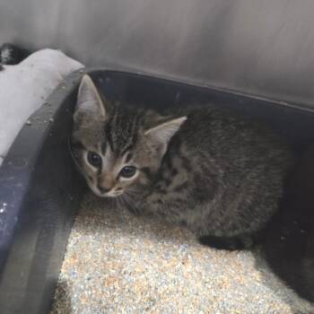 Seal -  Domestic Short Hair Cat for Adoption in Fairmont, West Virginia - Seal | PetCurious