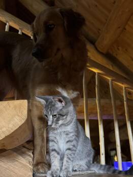 Domestic Medium Hair Cats Available for Adoption in Lansing, Michigan - Mysterio (25-243 C) | PetCurious