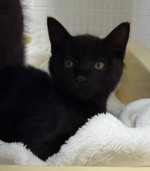 26-22 Valerie -  Domestic Short Hair Cat for Adoption in St. Helens, Oregon - 26-22 Valerie | PetCurious