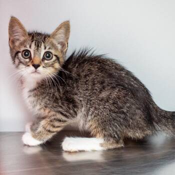 Massy -  Domestic Short Hair Cat for Adoption in Hattiesburg, Mississippi - Massy | PetCurious