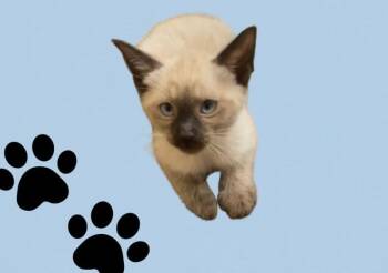 Louie -  Siamese Cat for Adoption in Plumerville, Arkansas - Louie | PetCurious