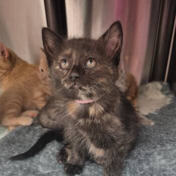American Shorthair Cats Available for Adoption in Kingman, Kansas - Nysa | PetCurious