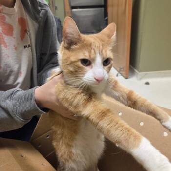 Domestic Short Hair Cats Available for Adoption in Baltimore, Maryland - Orange Roughy | PetCurious