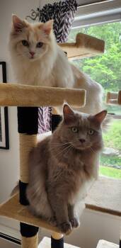 Domestic Long Hair Cats Available for Adoption in Rockaway, New Jersey - Benjamin | PetCurious