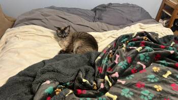 Magic 3 -  Siamese and American Shorthair Cat for Adoption in Austin, Texas - Magic 3 | PetCurious