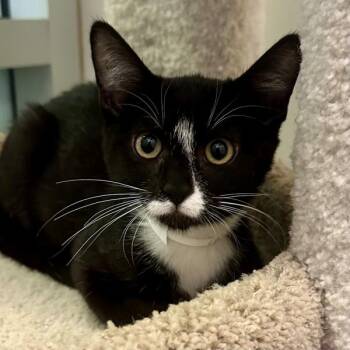 Laura -  Domestic Long Hair Cat for Adoption in Walnut Creek, California - Laura | PetCurious