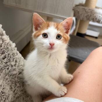 Mirabella -  Domestic Short Hair Cat for Adoption in Mastic, New York - Mirabella | PetCurious