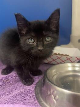 Rescue Domestic Short Hair Cats for Adoption in Dallas, Texas - RAIN | PetCurious