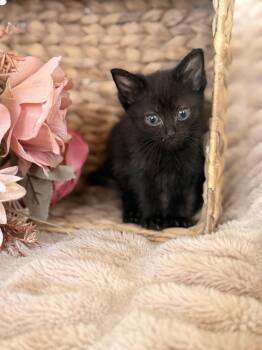 Countessa -  Domestic Short Hair Cat for Adoption in Gradyville, Kentucky - Countessa | PetCurious