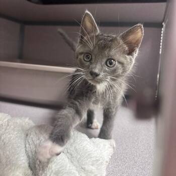 Mystery -  Domestic Medium Hair Cat for Adoption in Goleta, California - Mystery | PetCurious