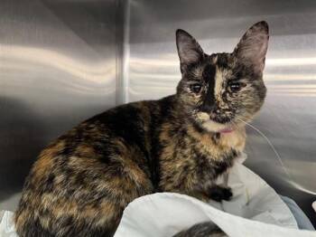 Domestic Short Hair Cats Available for Adoption in Brentwood, Missouri - RORY | PetCurious
