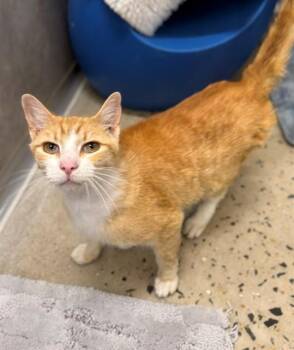 Domestic Short Hair Cats Available for Adoption in Leesburg, Virginia - HAM SANDWICH ENERGY | PetCurious