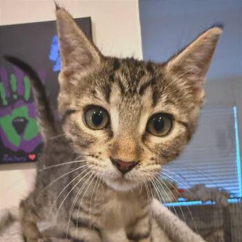 Dolly -  Domestic Short Hair Cat for Adoption in Webster, Texas - Dolly | PetCurious