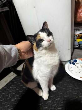 Domestic Short Hair Cats Available for Adoption - **Cat Cafe** Skinny Dip | PetCurious