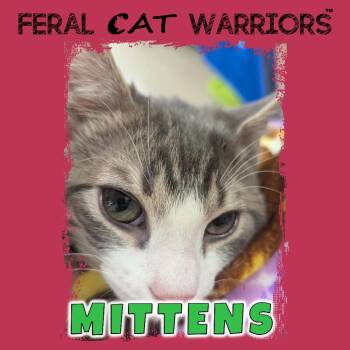 Domestic Short Hair Cats Available for Adoption - Mittens | PetCurious
