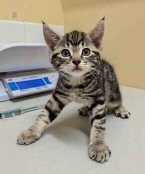 Hawkins -  Domestic Short Hair Cat Available for Adoption in Sechelt, British Columbia - Hawkins | PetCurious