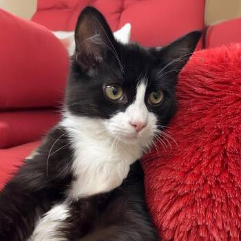 Domestic Medium Hair Cats Available for Adoption - Silas | PetCurious