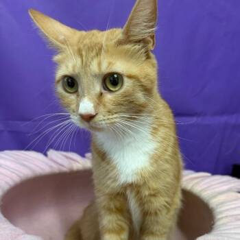 Elodie -  Domestic Medium Hair Cat for Adoption in North Myrtle Beach, South Carolina - Elodie | PetCurious