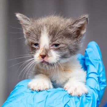 Jughead -  Domestic Short Hair Cat for Adoption in Hattiesburg, Mississippi - Jughead | PetCurious