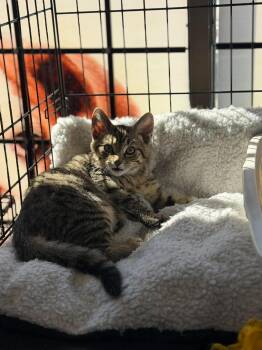 Praline -  Domestic Short Hair Cat for Adoption in Cambridge, Ontario - Praline | PetCurious