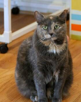 Rescue Domestic Short Hair Cats for Adoption in Gaithersburg, Maryland - Little Girl | PetCurious