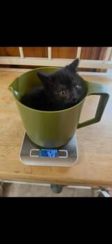 Domestic Short Hair Cats Available for Adoption - Fergus | PetCurious