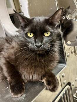 Magenta -  Domestic Medium Hair Cat for Adoption in Wichita, Kansas - Magenta | PetCurious