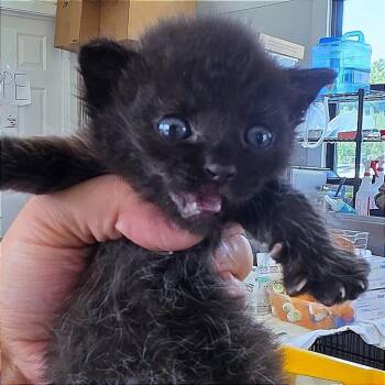 Sriracha -  Domestic Short Hair Cat for Adoption in Chapel Hill, North Carolina - Sriracha | PetCurious
