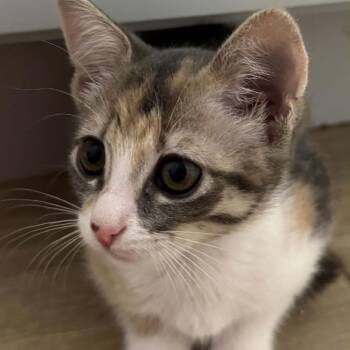 Biscuit 26-06-132 -  Domestic Short Hair Cat for Adoption in Bastrop, Texas - Biscuit 26-06-132 | PetCurious