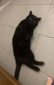 Toby -  Domestic Short Hair Cat Available for Adoption in Mississauga, Ontario - Toby | PetCurious